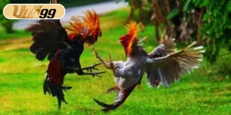 Đá Gà Thomo là một hình thức chọi gà vô cùng nổi tiếng 